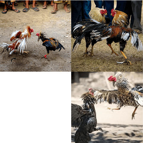 bj66-home-Đá-Gà-Trực-Tuyến-Là-Gì-img